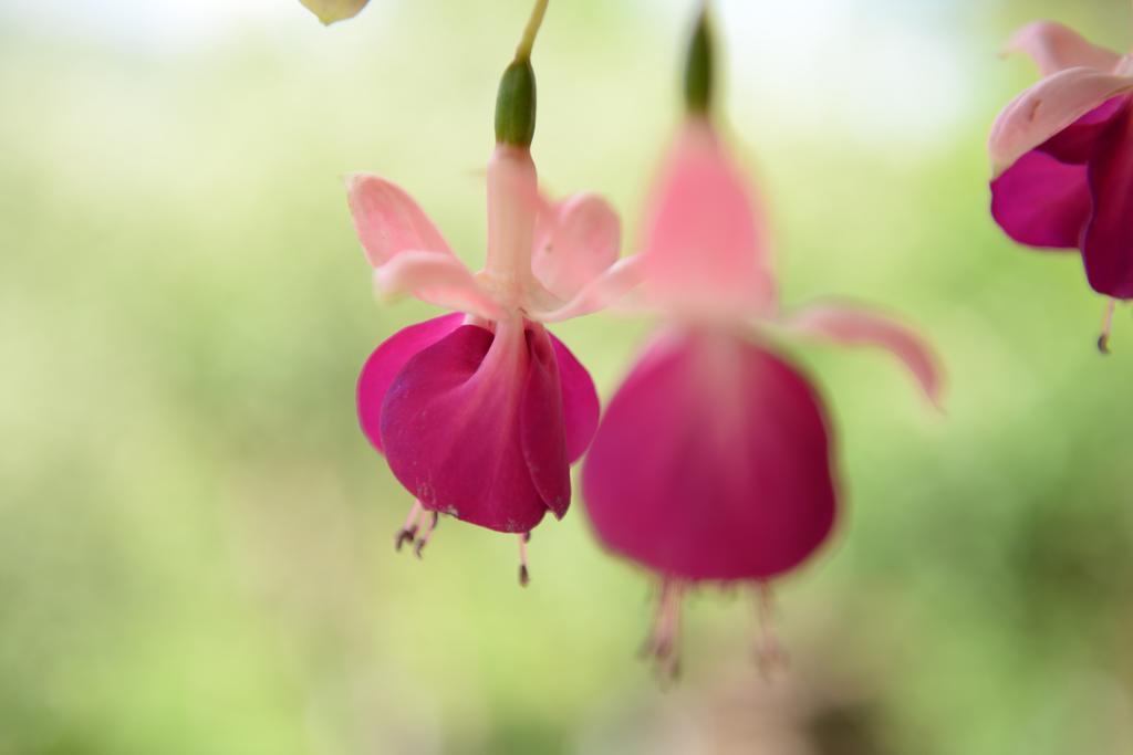 Pensiunea Flori De Camp วาตราดอร์เนย์ ภายนอก รูปภาพ